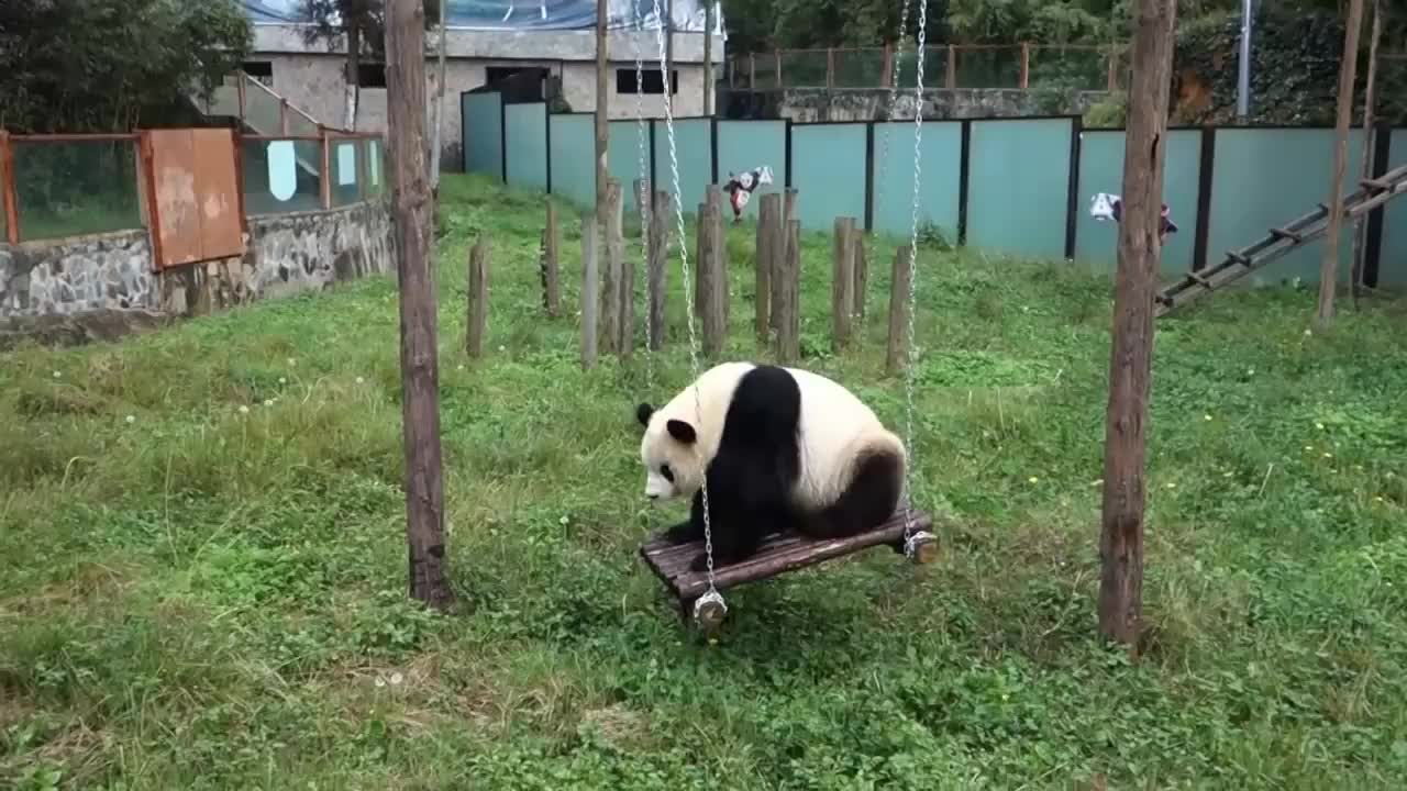 熊猫正在荡秋千玩一转身看到很多人在看它立刻即兴表演起来