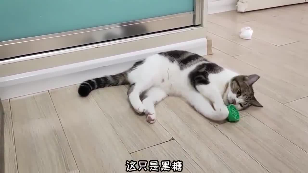 突击手蜜獾我家的猫居然会帮我刷盘子另一只上完厕所还会擦手