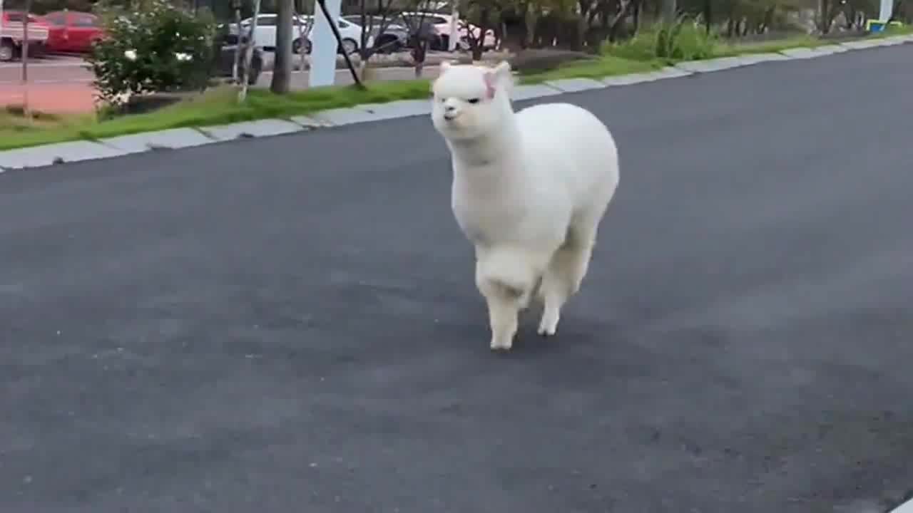 羊驼跑步太有感觉了