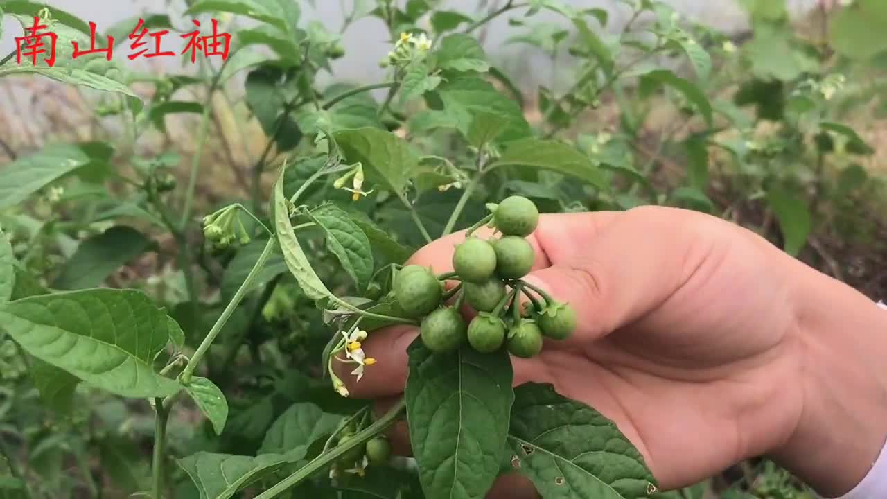 小时候经常吃的龙葵果对咽炎咽喉肿痛有帮助如今却不多见