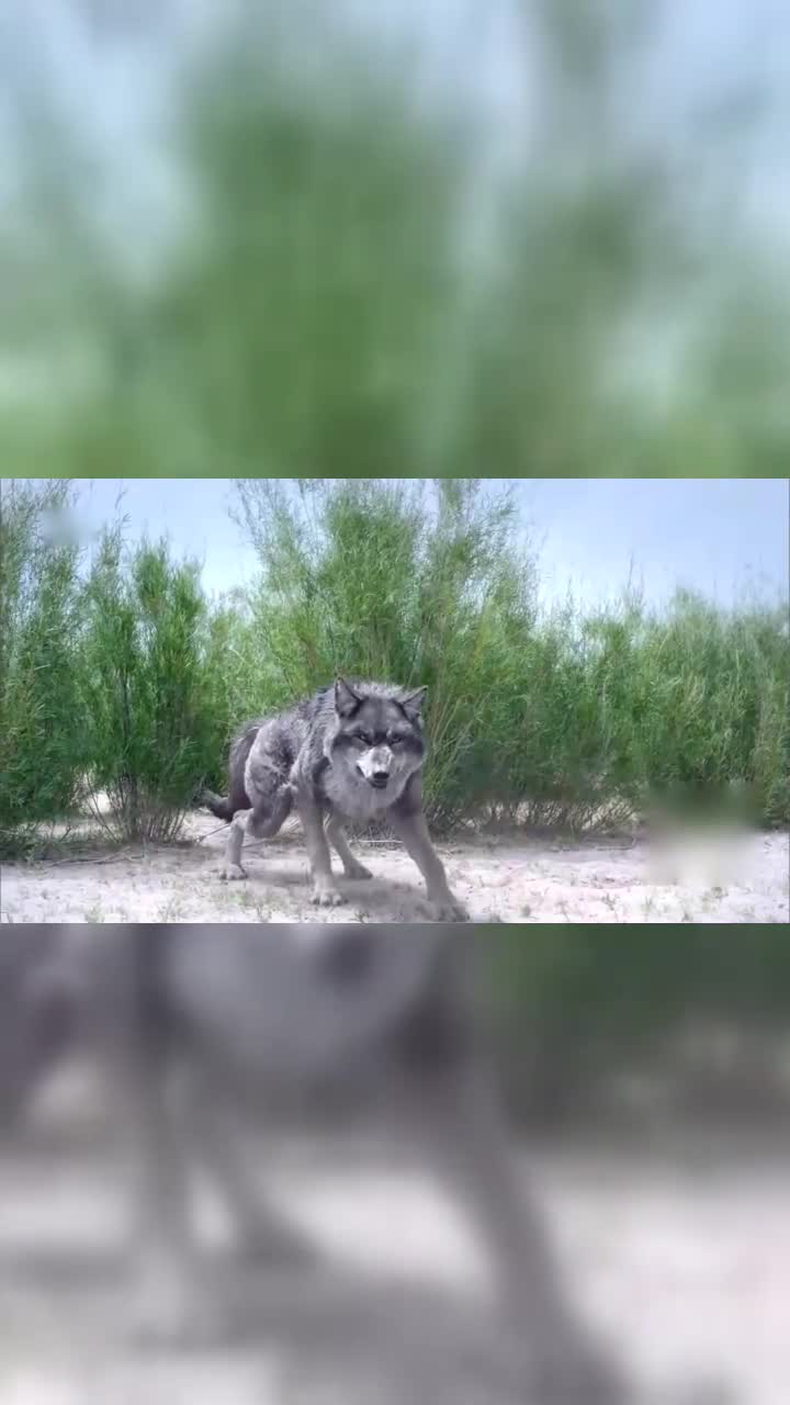 楚乔传两只饿狼围攻楚乔爆发一只箭支就干翻