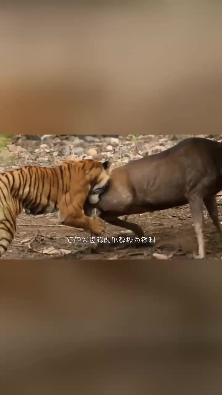 老虎猎杀花豹只需一个回合就能轻松结束战斗