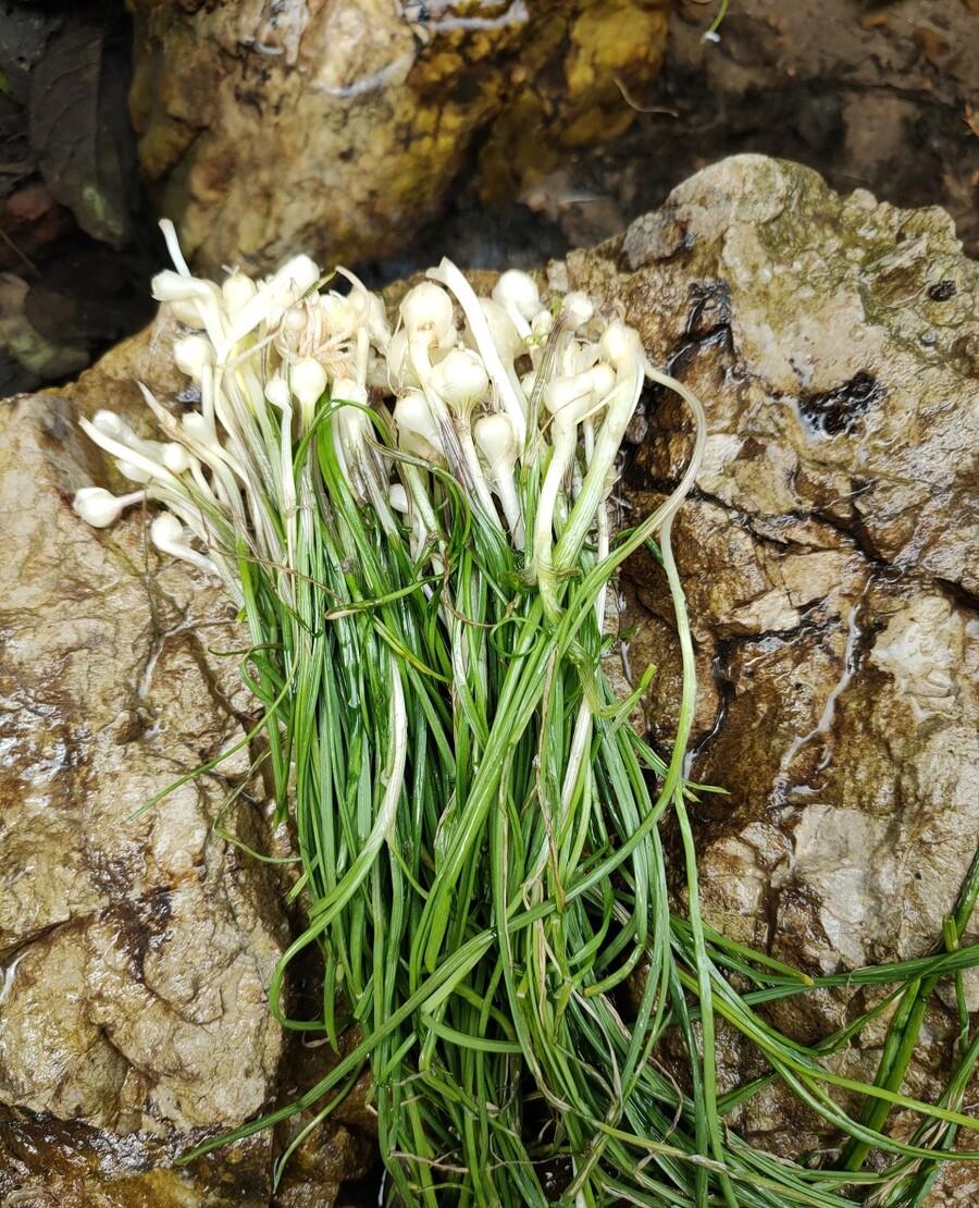 你知道野葱吗?它有什么功效以及怎么吃,一起看看吧__财经头条