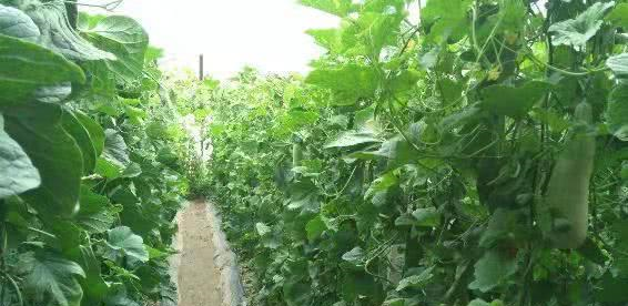 一种瓜长得像个羊角 味道香甜可口 而且含糖量极高 你有见过 侵权 羊角 野味 新浪新闻