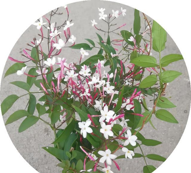 仙气飘飘的素馨花开花像个花仙子适合当做庭院观赏