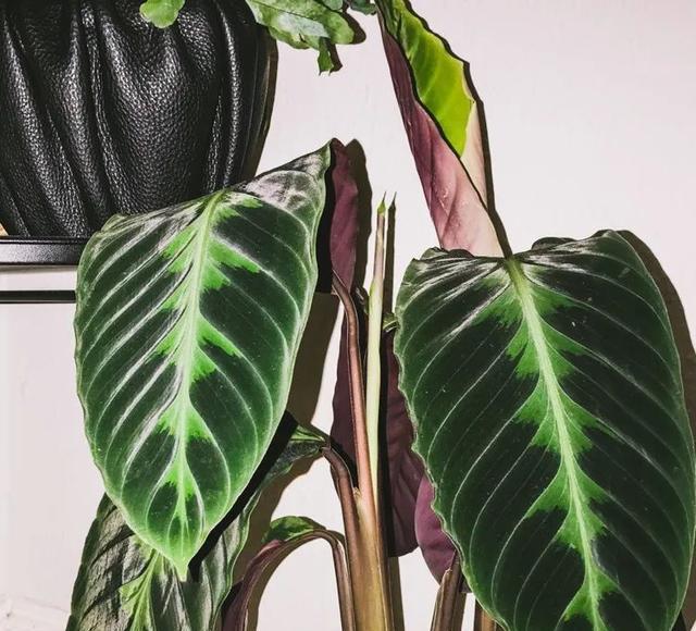 叶子大气的紫背天鹅绒竹芋耐阴性好