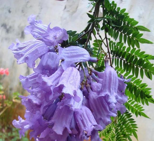 由于蓝花楹花期长,多用于绿化观赏.