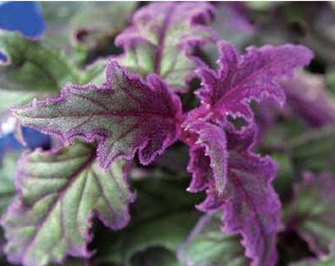 此花深夜会散发出七色的光芒犹如多彩的夜明珠寓意绝望的爱情