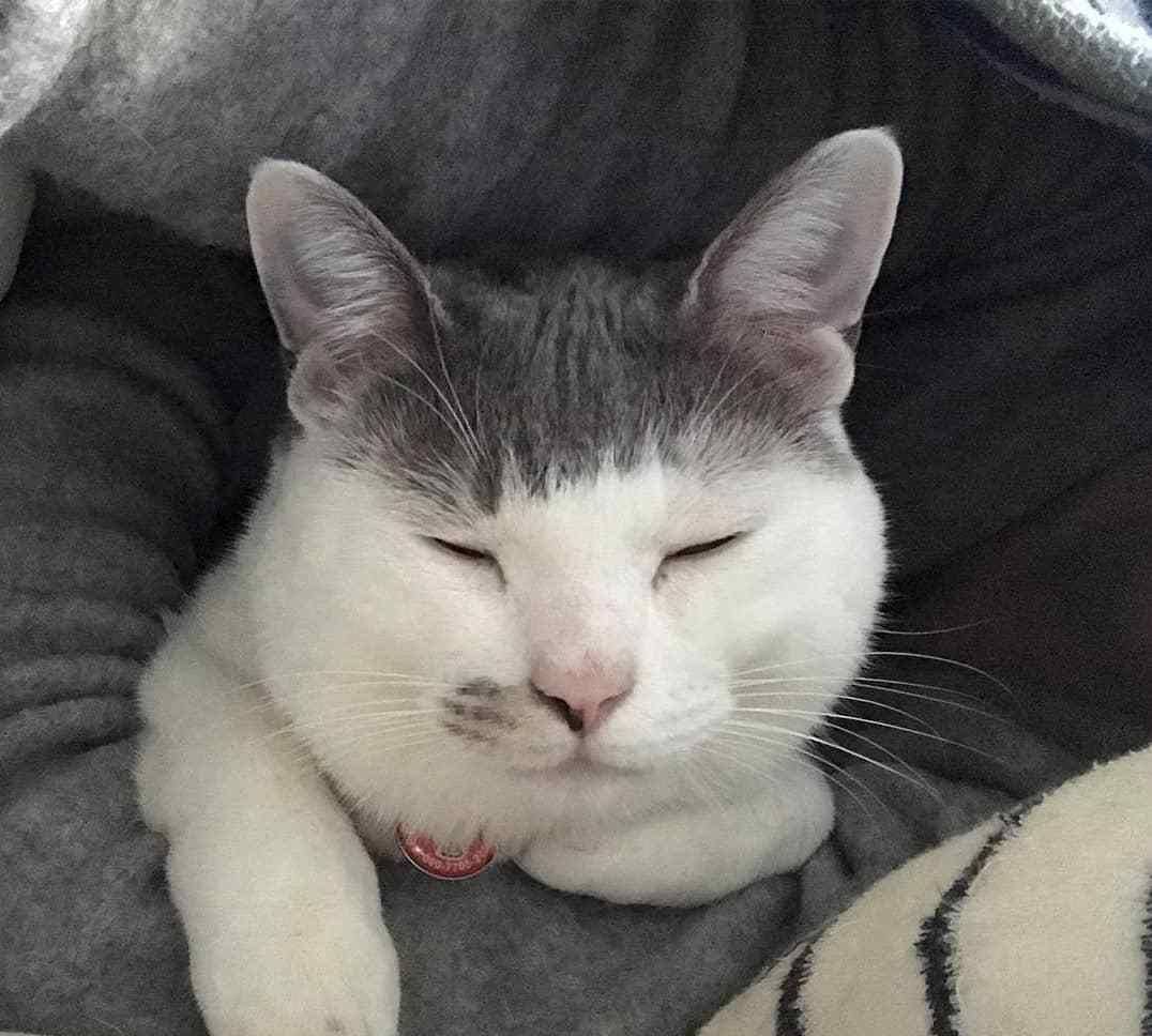 猫的发型也不同,这喵星人的齐刘海,是哪个托尼老师的奇葩设计?