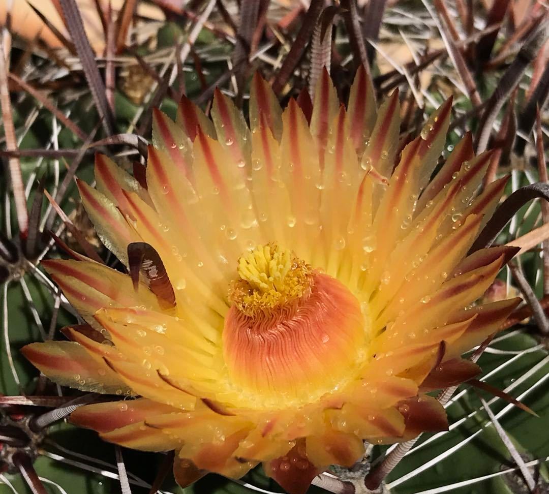 澳洲花季,和我一起看看大洋洲的植物花园
