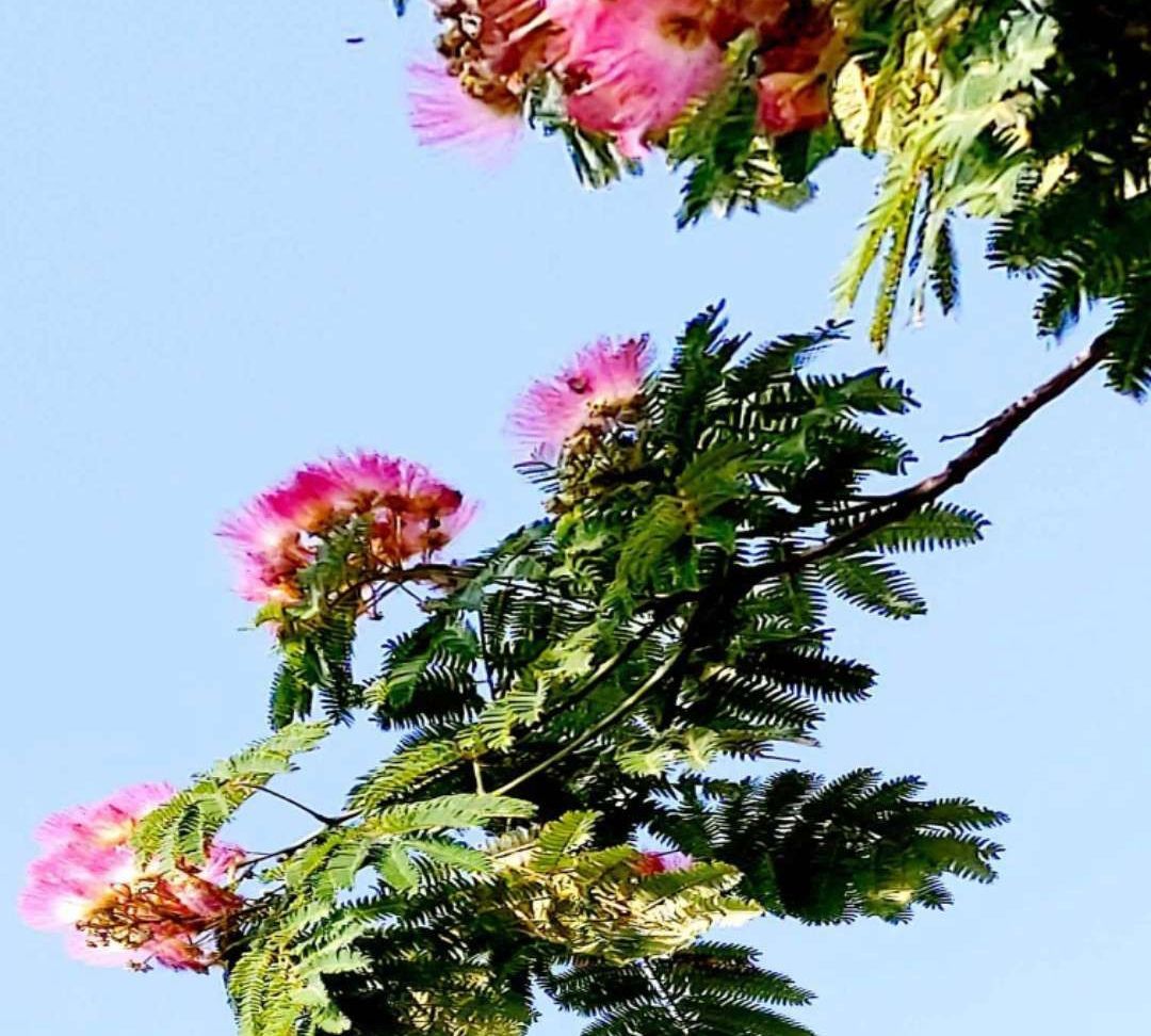 图集▏合欢树开花了(实拍)__财经头条