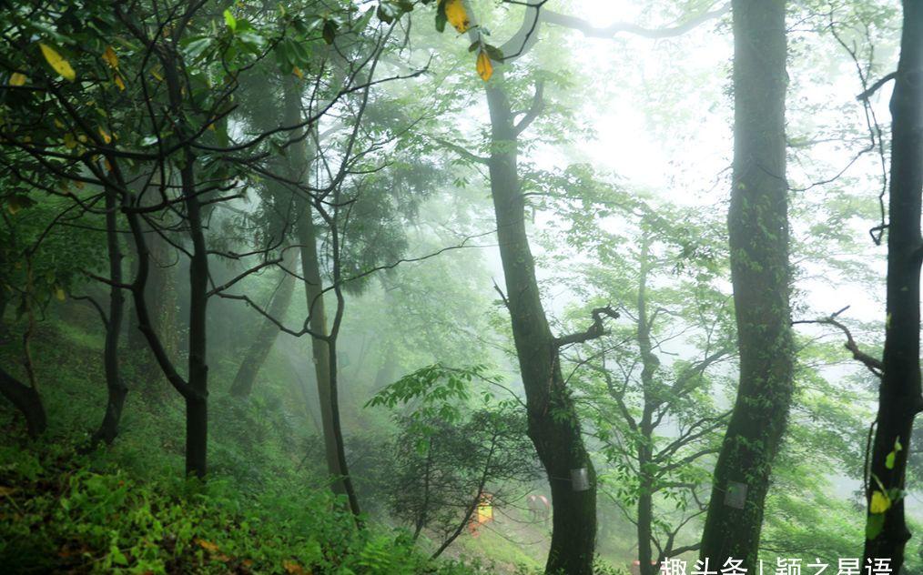 山重水复疑无路，柳暗花明又一村，宁波珠峰侧的古树群__财经头条