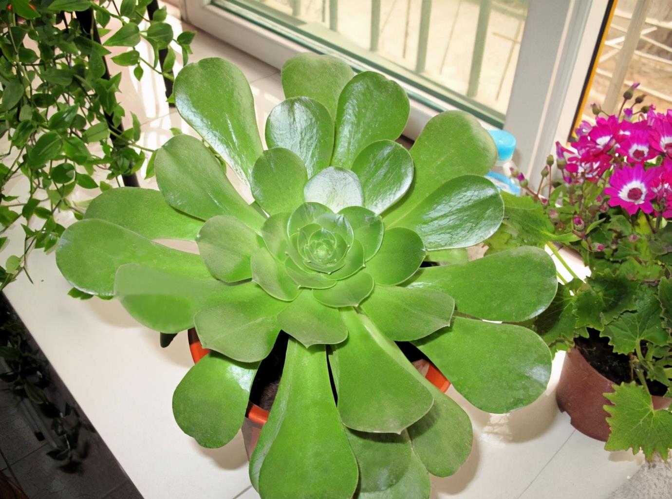 多肉"玉龙观音"好养吗?记住6字诀,叶子肥厚翠绿_高清图集_新浪网