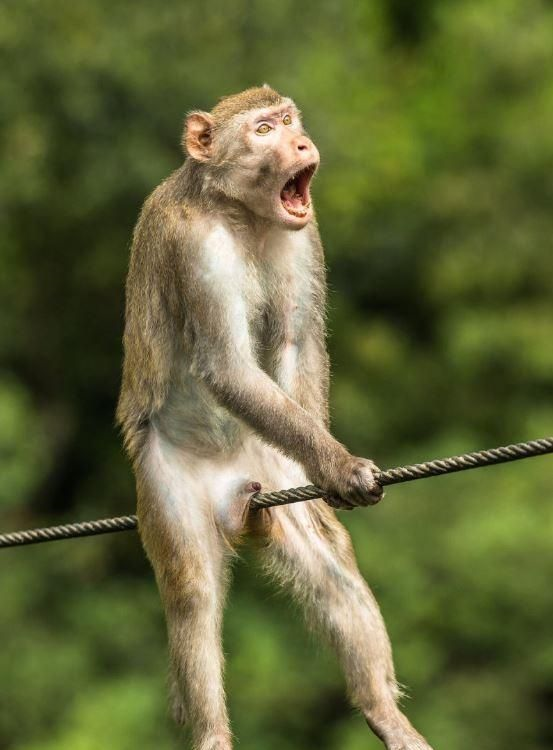 2021搞笑野生动物摄影奖为心仪入围作品投下神圣一票