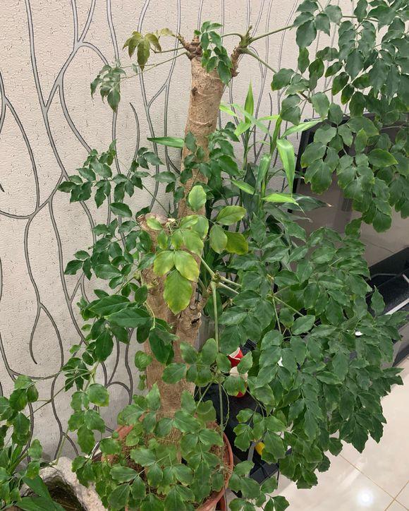 家养幸福树寓意家庭幸福教你养好幸福树叶子翠绿油亮