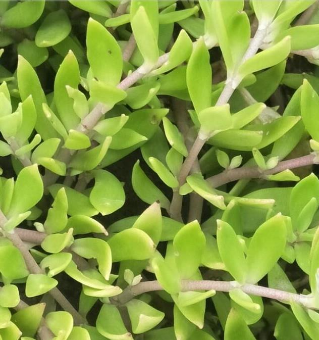 佛甲草的功效与作用及食用方法(佛甲草的功效与作用及食用方法视频)