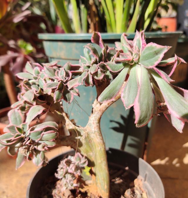 3块多钱买棵缀化多肉 只长 胡子 不长个头 脱盆一看明白了