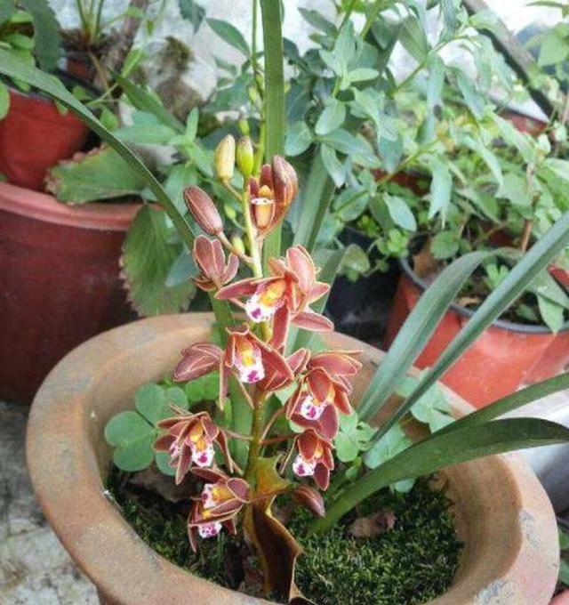 北方如何养兰花盆栽？立秋后管住5点，开花旺休闲区蓝鸢梦想 - Www.slyday.coM