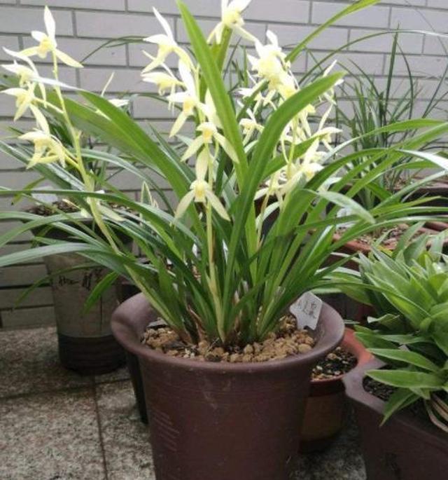 北方如何养兰花盆栽？立秋后管住5点，开花旺休闲区蓝鸢梦想 - Www.slyday.coM