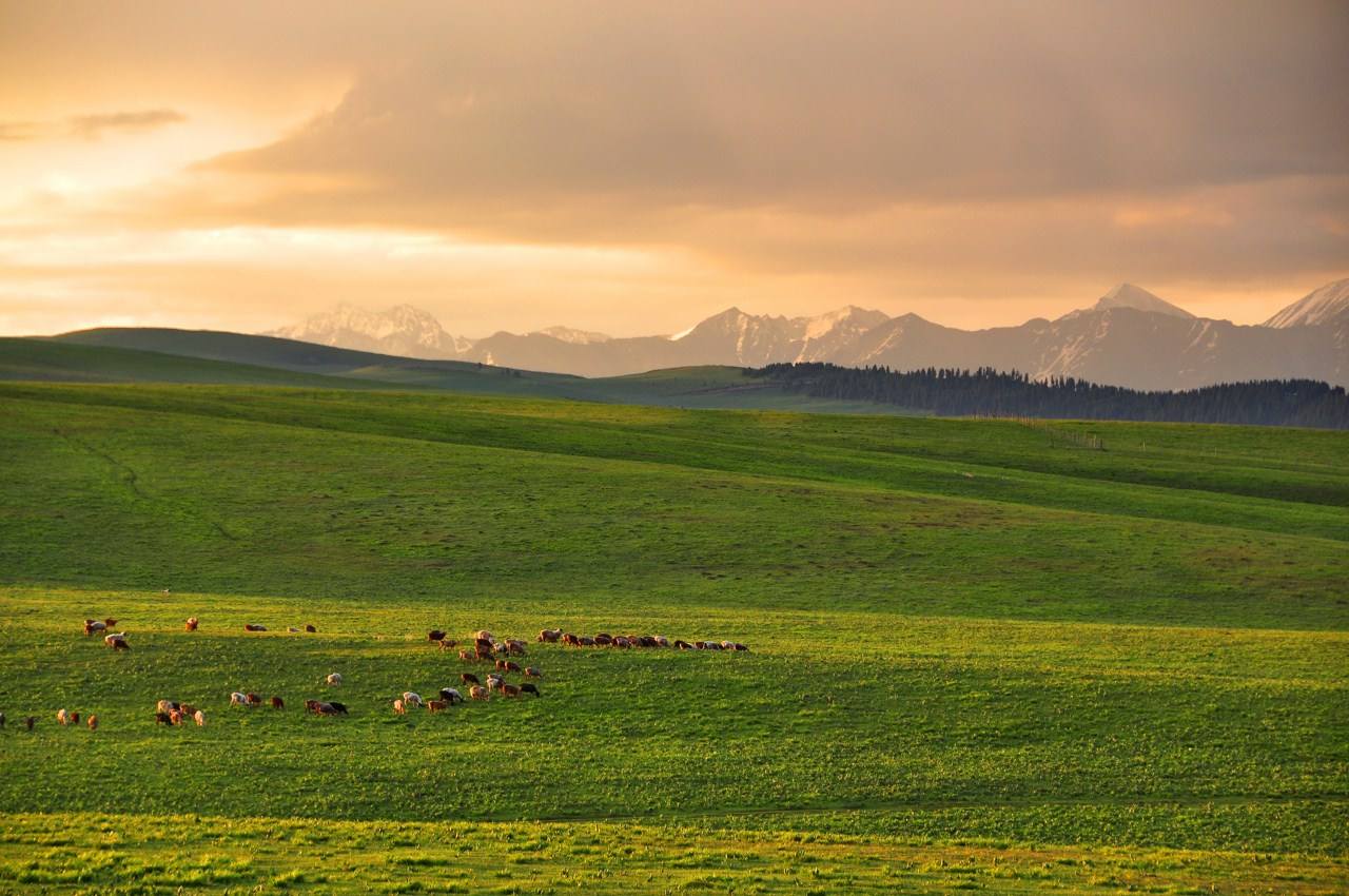 游览喀拉峻草原丘陵式景观独特拍照摄影胜地