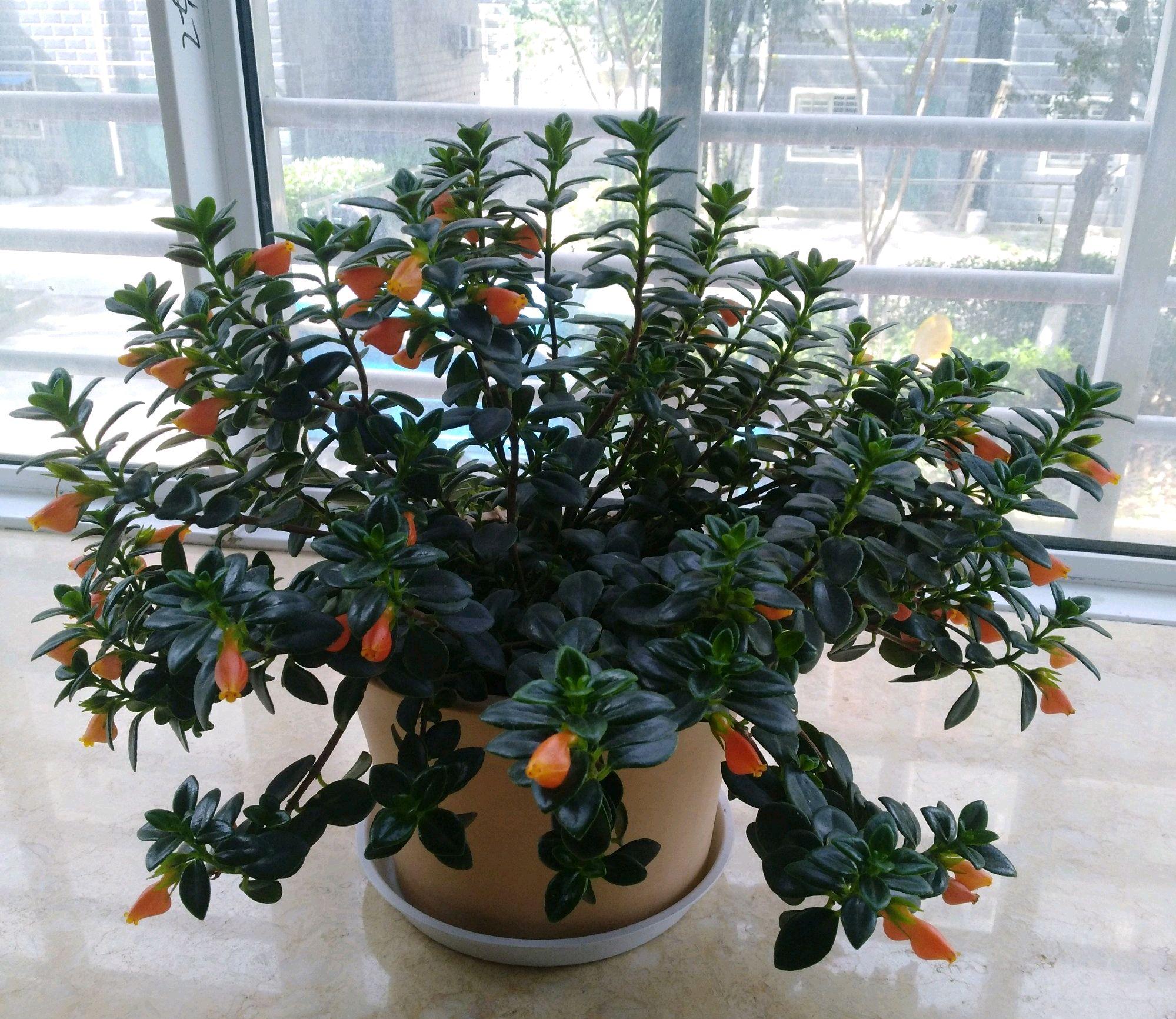 室内养花就养两种花,没事喂一喂啤酒,长出垂吊枝,开花成瀑布__财经头条