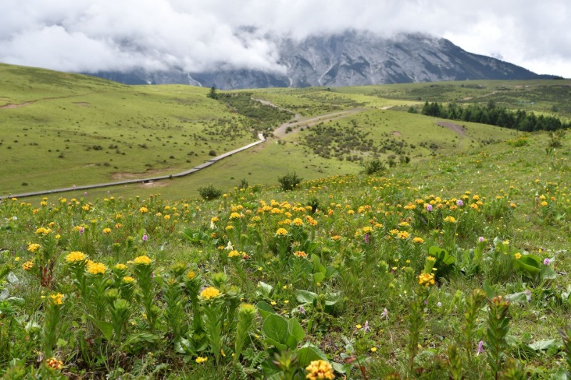 嗨玩一夏|丽江牦牛坪给您不一样的景色!