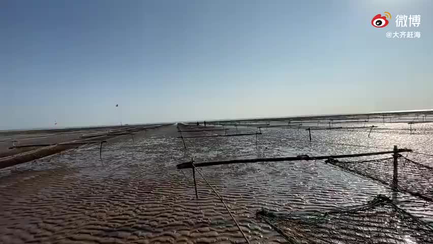 大齐赶海,捡到一只可爱的小流浪狗,打算带回家养一下