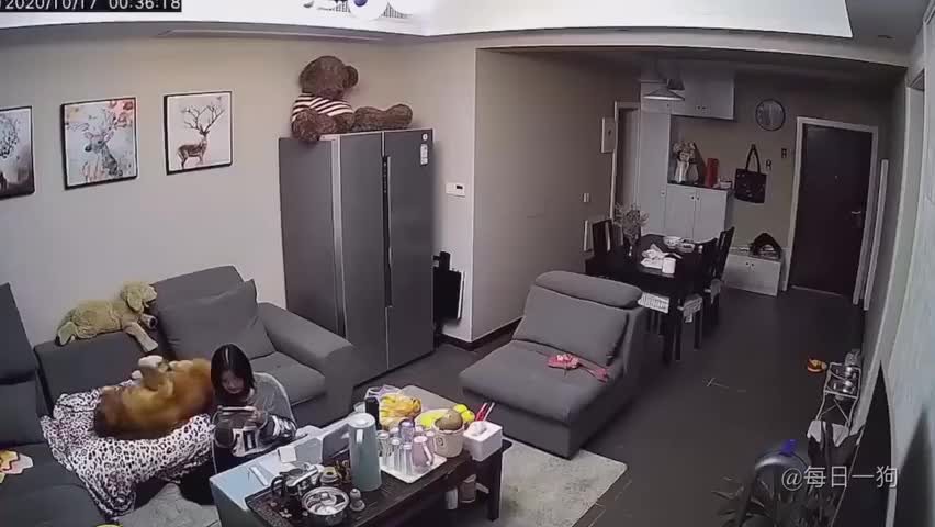 你们有没有翻过自己家的监控,第三视角下的狗子是什么样的?