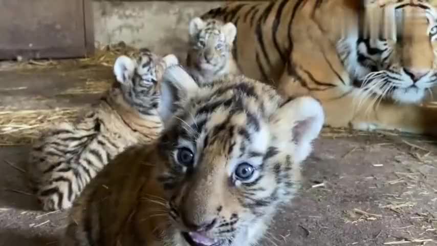 呆萌呆萌的小老虎和发呆的虎妈妈,一家子都是呆萌呆萌的