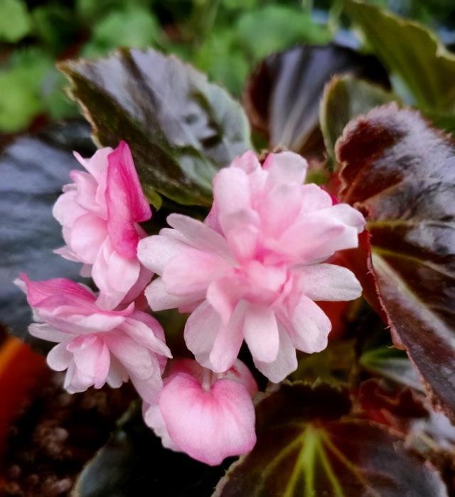 重瓣四季海棠,一年到头都在开,生怕累坏了,喂点肥料补补钙|海棠|四季