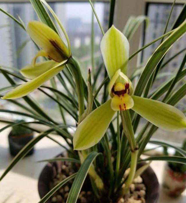 北方如何养兰花盆栽？立秋后管住5点，开花旺休闲区蓝鸢梦想 - Www.slyday.coM