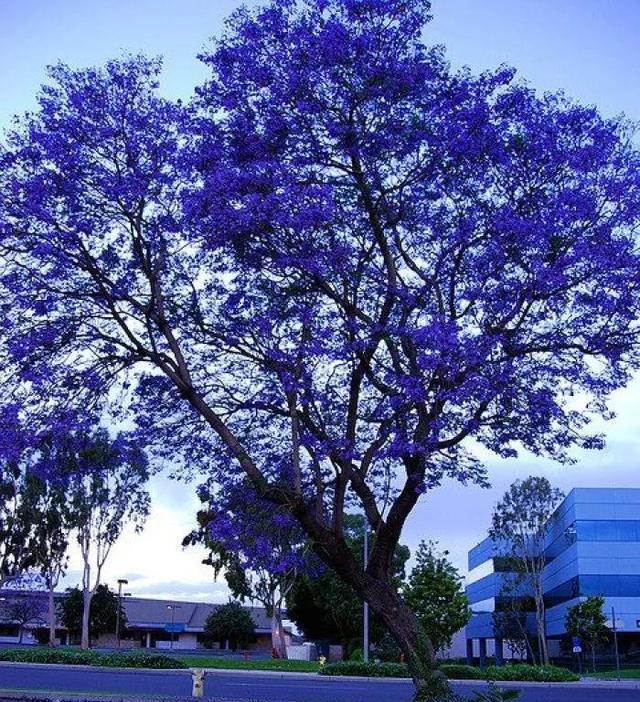 分享图片蓝花楹