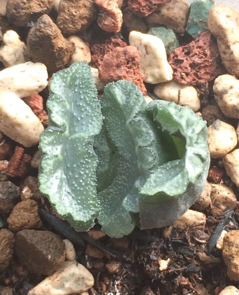 鬼岩城玉扇苗五十天成长记录,家里的多肉总算长开了