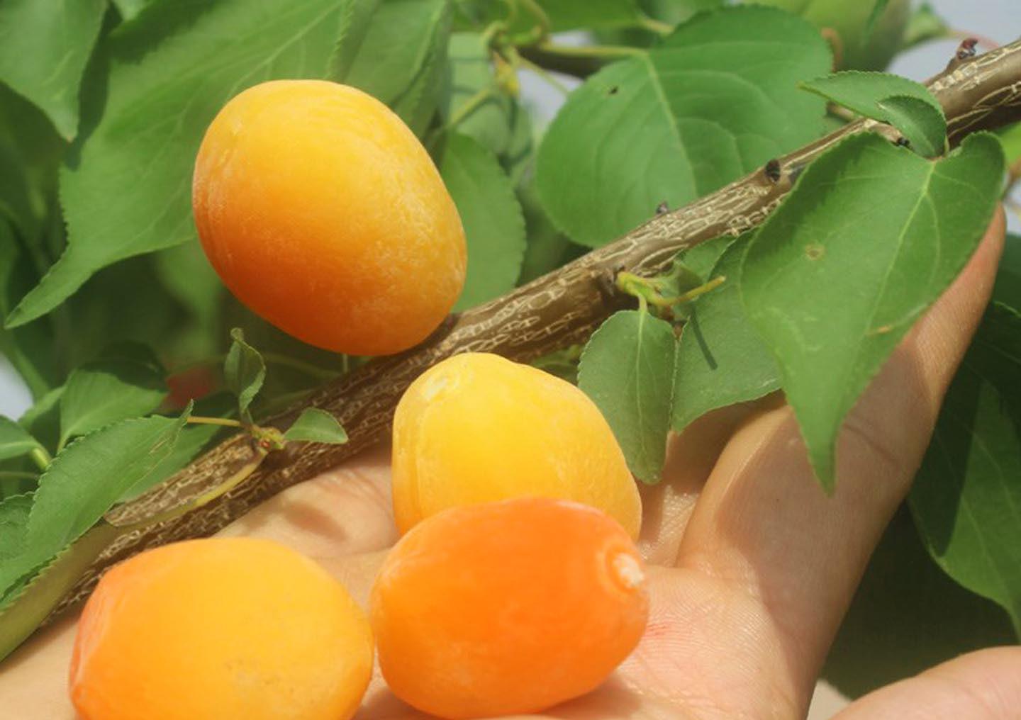 哪些属于西梅李子苗黄金西梅李子苗怎么样