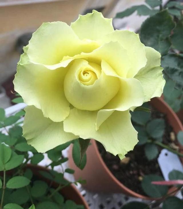 奶油色的月季您见过吗?开花自带美颜,好看好养易爆盆