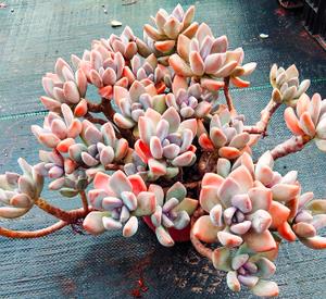 冬天养冬美人掌握3个要点根系壮冒新芽长成群生老桩