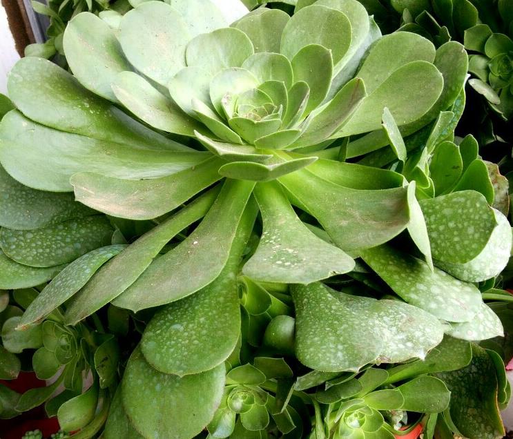 养殖多肉植物玉龙观音,该注意哪些?__财经头条