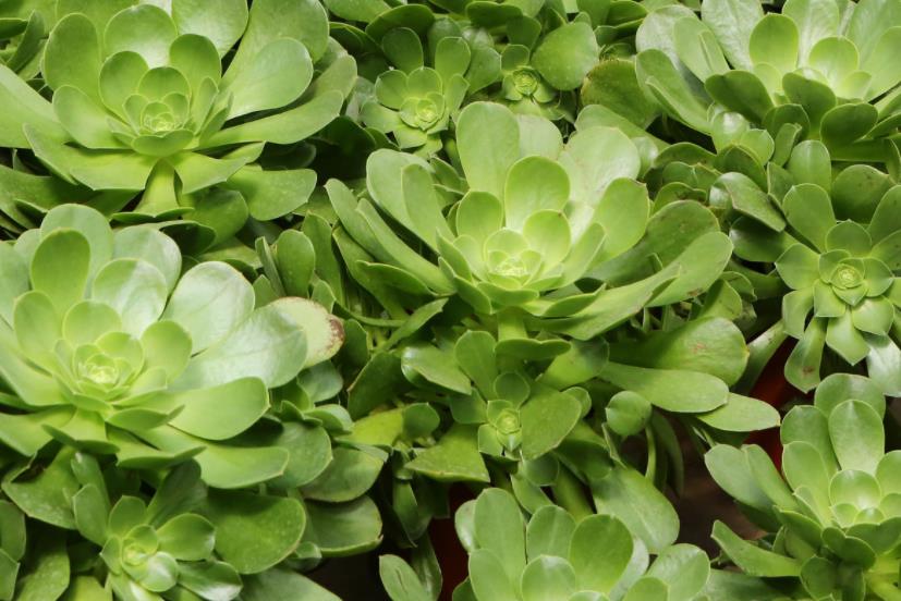养殖多肉植物玉龙观音,该注意哪些?__财经头条