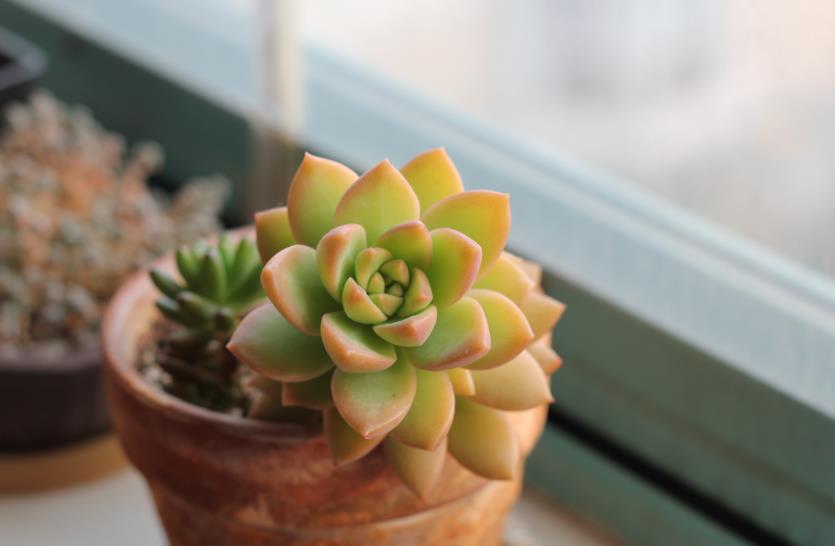 超好活的小多肉养花别再没自信了随便整都弄不死