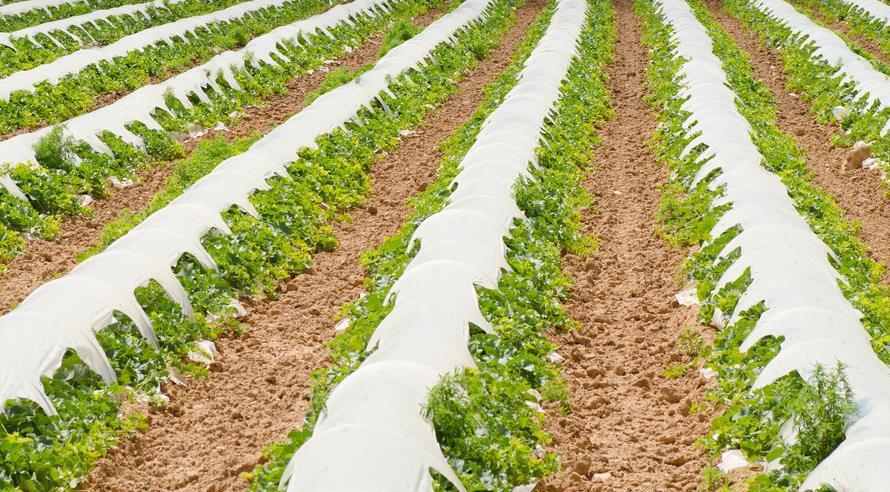 地膜覆盖好处多,分清用途再操作_高清图集_新浪网