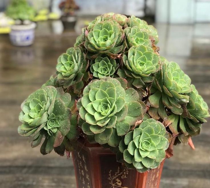 养殖多肉植物玉龙观音,该注意哪些?__财经头条