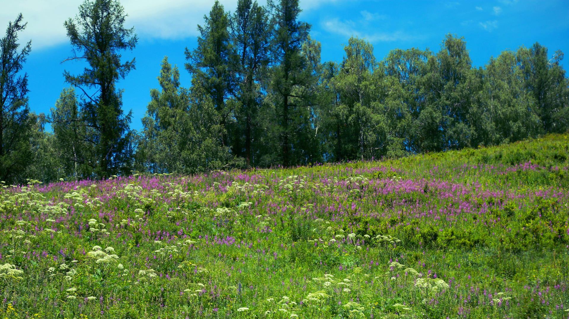喀纳斯到禾木一路上的花海太美了区间车上眼都不想眨