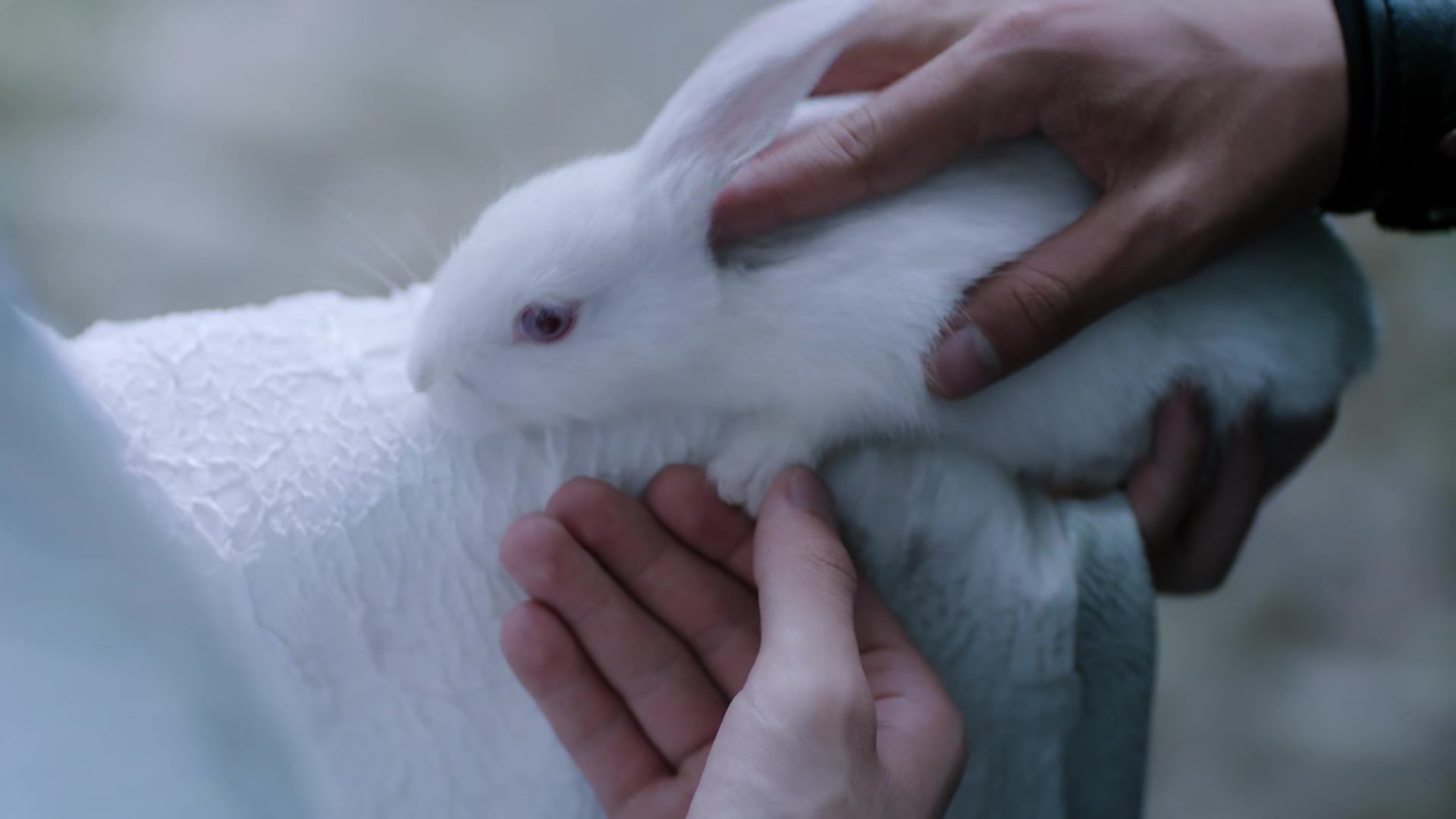 《陈情令》忘羡之携手篇4:金光瑶登门拜访,忘羡山门口抱兔子