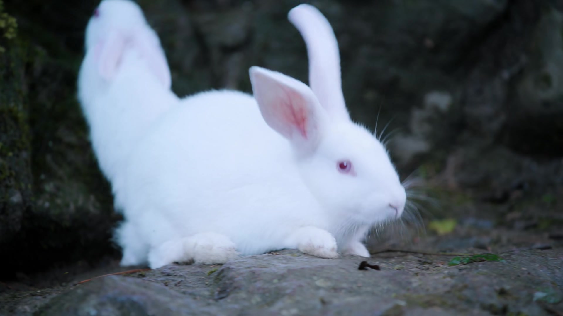 《陈情令》忘羡之携手篇4:金光瑶登门拜访,忘羡山门口抱兔子