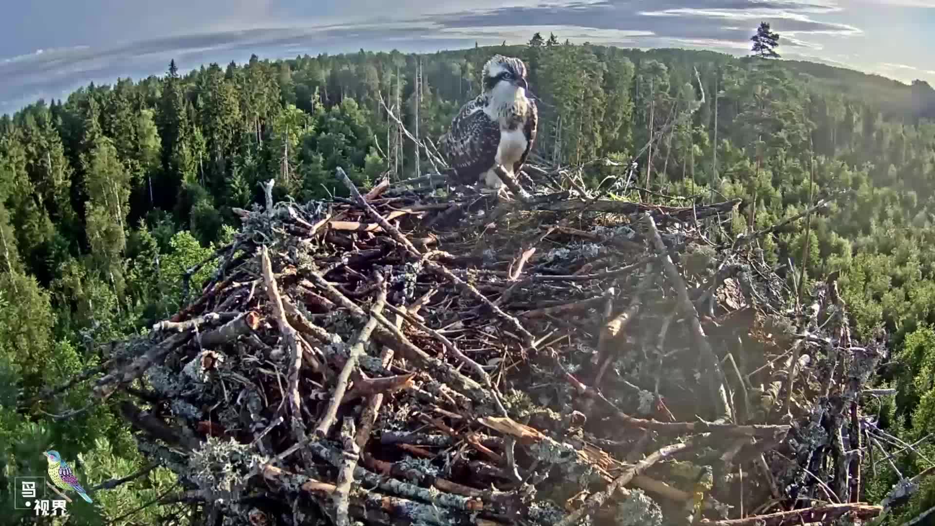鹰家的最后一只小鹰,能飞出巢穴了,迈出成长一大步