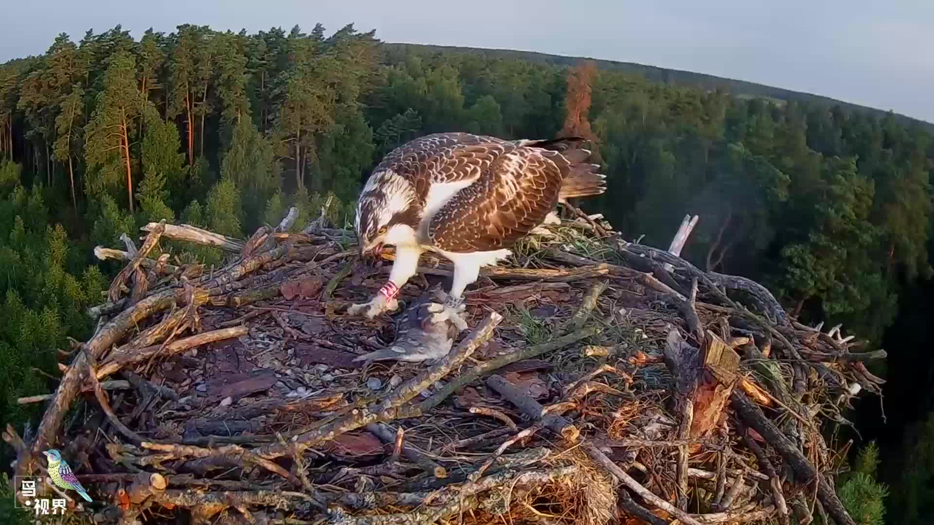 这对老鹰太有爱了鹰妈看鹰爸筑巢辛苦把猎物让给鹰爸吃
