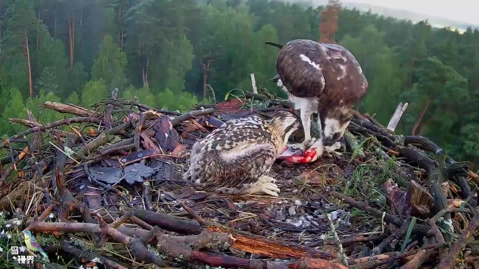 老鹰亲自上阵喂食小鹰终于安静的吃饭了平时可都凶巴巴的