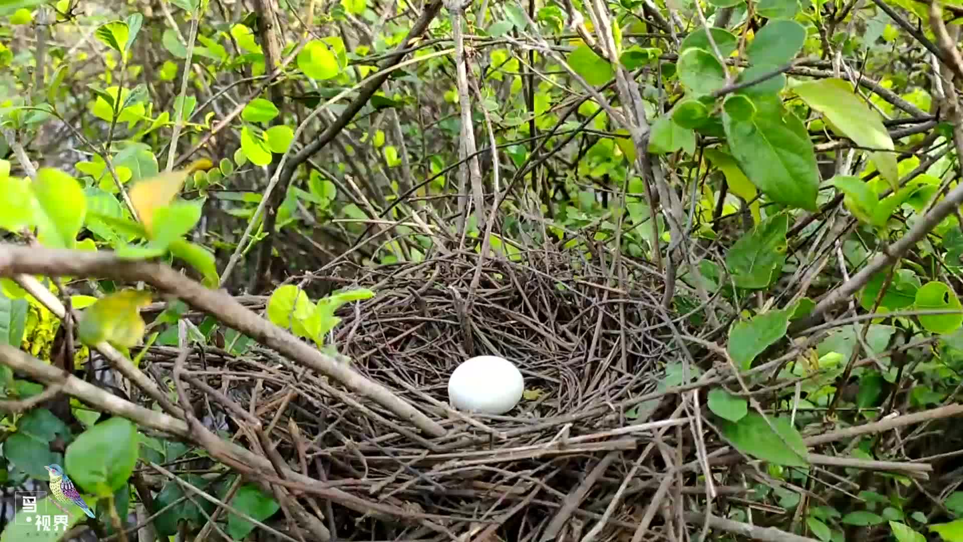 苍鹭鸟六天内新巢里多了四个蛋,鸟妈妈辛苦了!