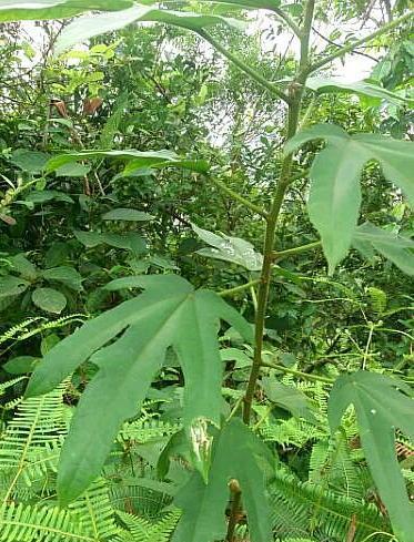 其价格也是越来越高,普通的都要30块左右一斤,而且现在野生的五爪龙被