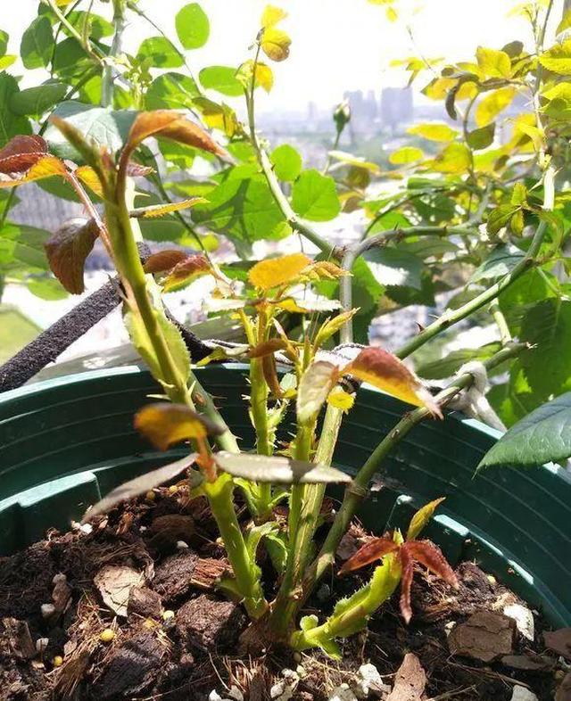 月季横拉比较简单,将枝条用绳子吊住,向下横拉,可以在绳子端吊个小